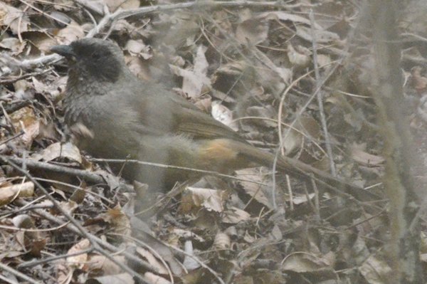 maskedlaughingthrush.jpg