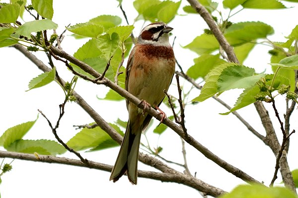 meadowbunting.jpg