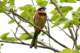 meadowbunting_small.jpg