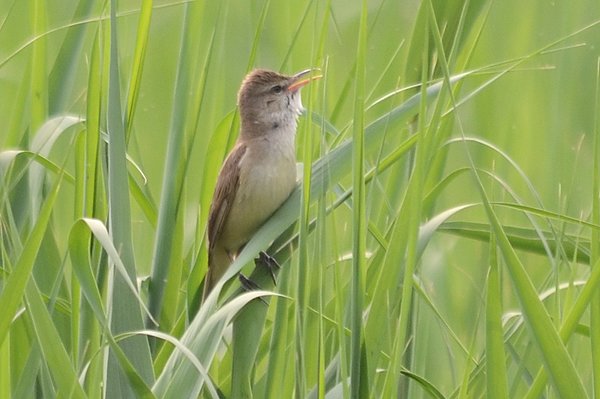 orientalgreatreedwarbler.jpg