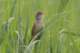 orientalreedwarbler_small.jpg