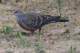 orientalturtledove_small.jpg