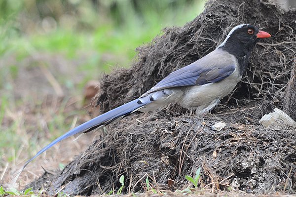 redbilledbluemagpie.jpg