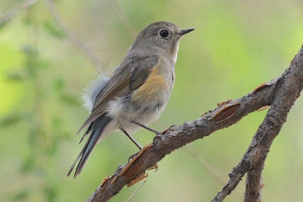 redflankedbluetail.jpg