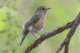 redflankedbluetail_small.jpg