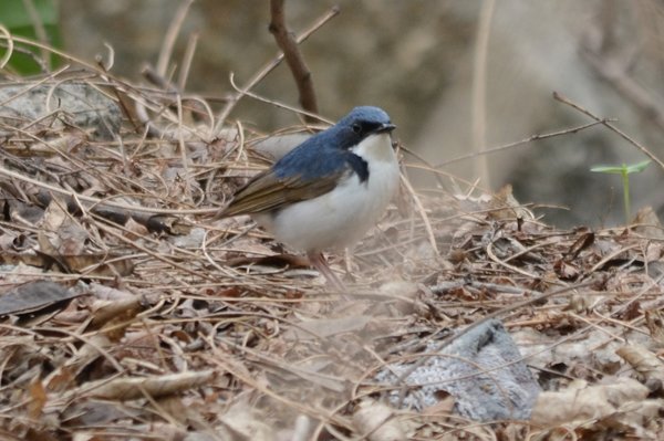 siberianbluerobinmale.jpg