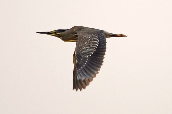 striatedheron.jpg