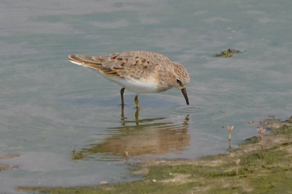 temmincksstint.jpg