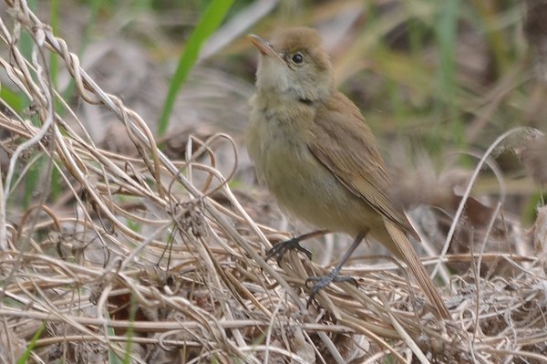 thickbilledwarbler2.jpg