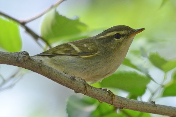 twobarredgreenishwarbler.jpg