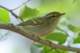 twobarredgreenishwarbler_small.jpg