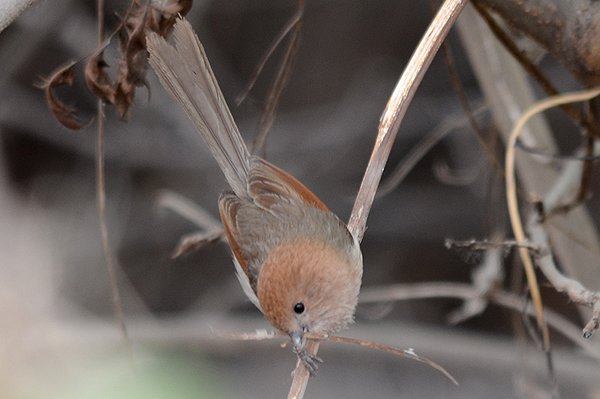 vinousthroatedparrotbill.jpg