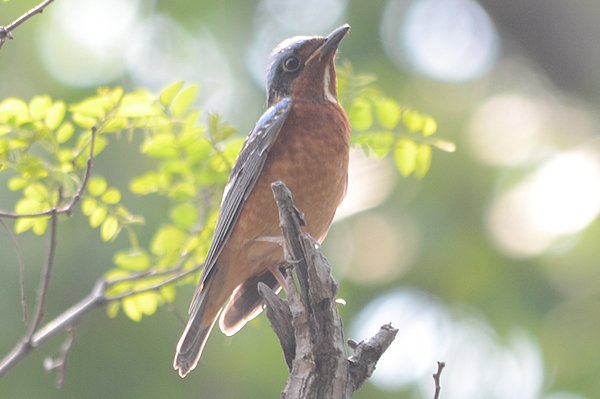 whitethroatedrockthrush.jpg