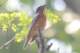 whitethroatedrockthrush_small.jpg