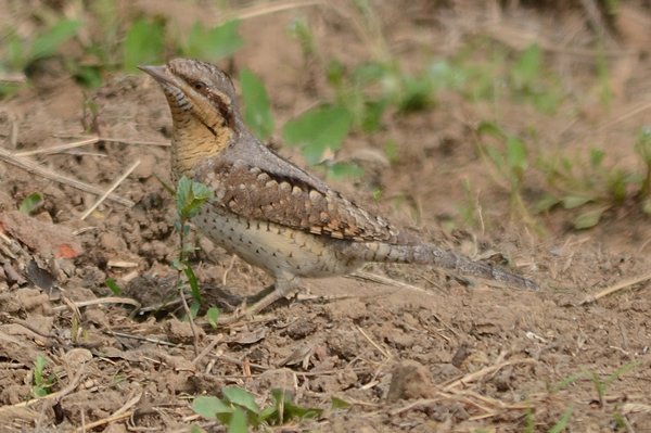 wryneck.jpg