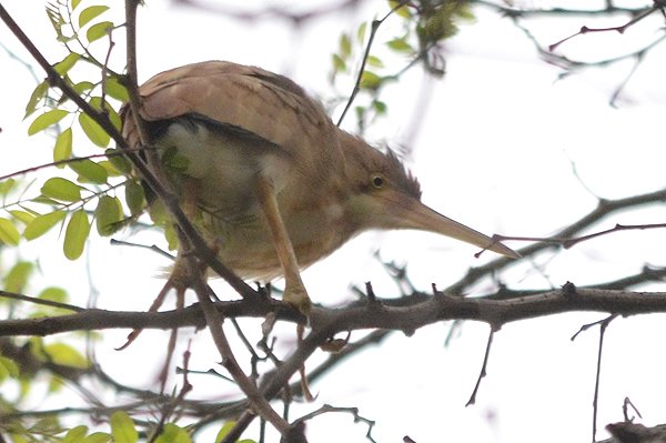 yellowbittern.jpg