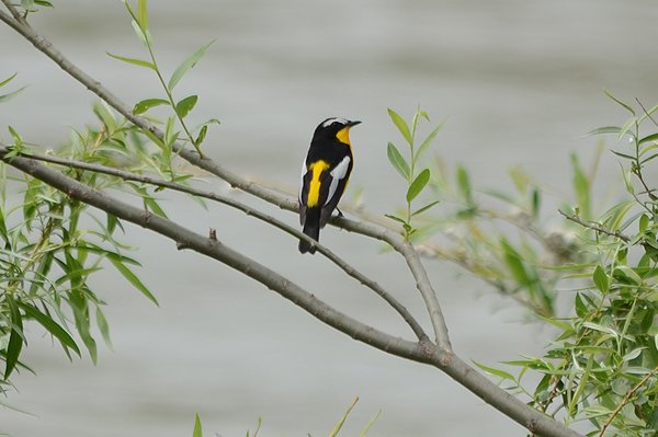 yellowrumpedflycatcher.jpg