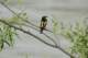 yellowrumpedflycatcher_small.jpg