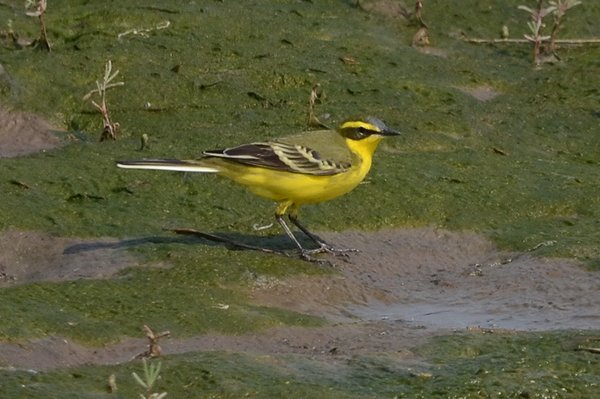 yellowwagtail.jpg