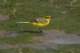 yellowwagtail_small.jpg