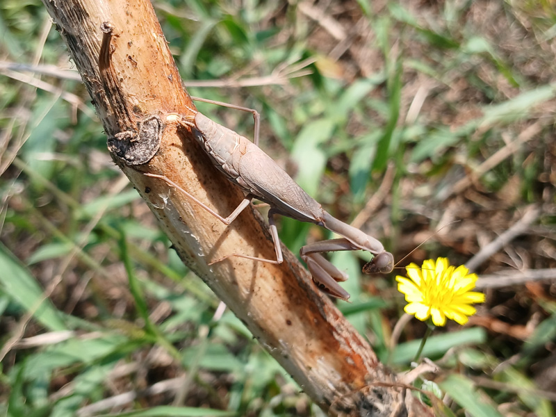Medeterranean Mantis Irtis oratoria