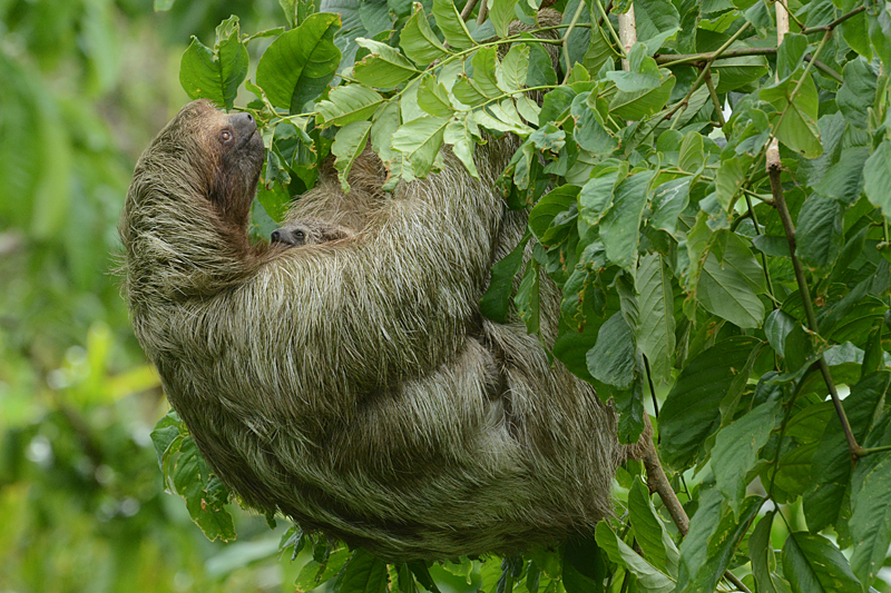3-toed Sloth Bradypus variegatus