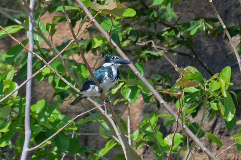 Amazon Kingfisher Chloroceryle amazona