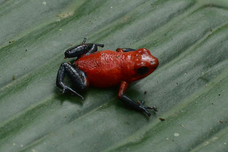 Strawberry Poison Dart Frog Dendrobates pumilio