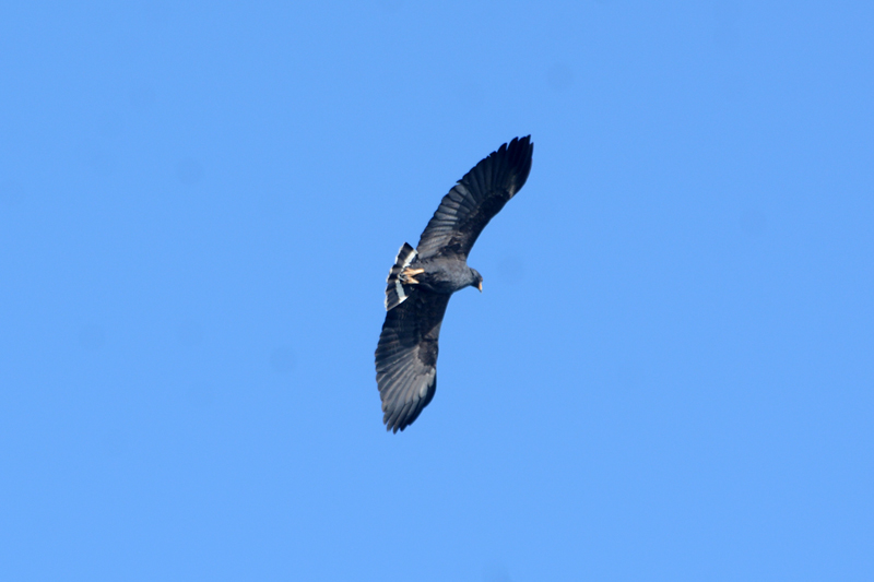 Common Black Hawk Buteogallus anthracinus