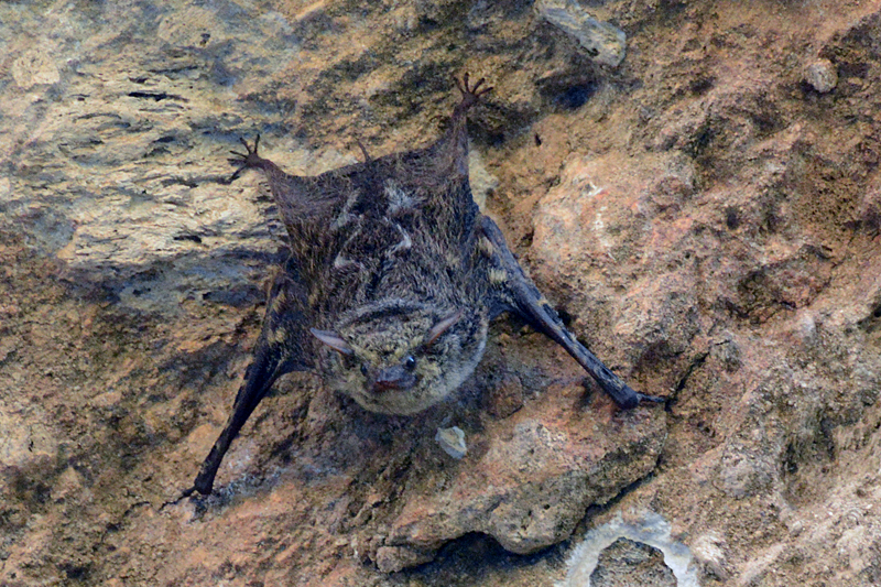 Proboscis Bat Rhynchonycteris naso