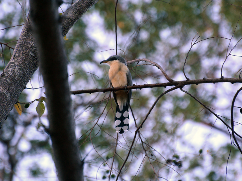Mangrove Cuckoo Coccyzus minor
