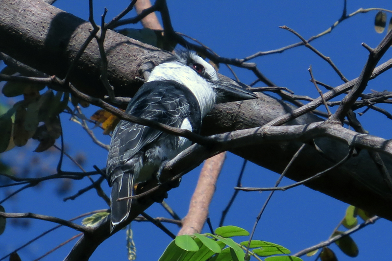 White-necked Puffbird Notharchus hyperrhynchus
