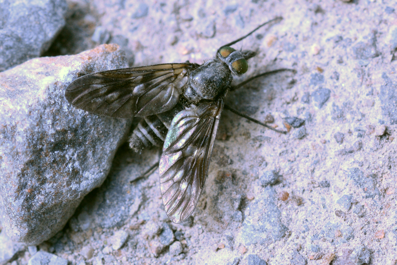 Ibisia marginata Black-legged Water Snipefly