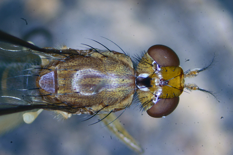 Tetanocera hyalipennis 