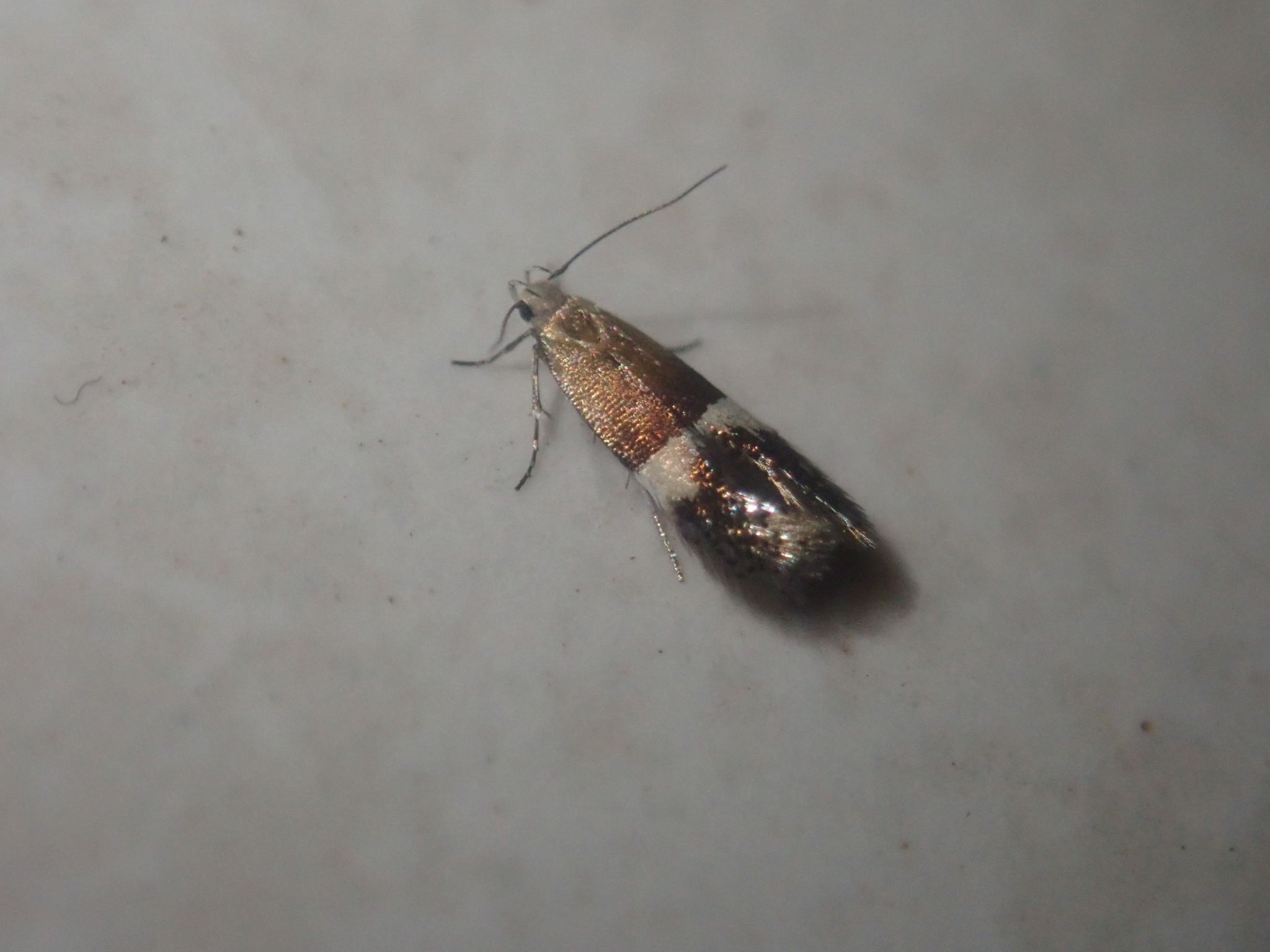 Aproaerema polychromella