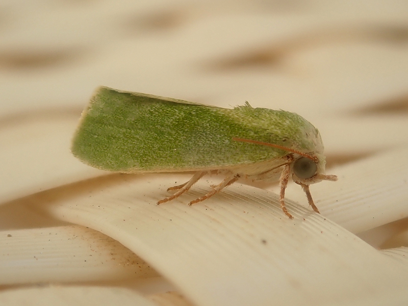 Egyptian Bollworm