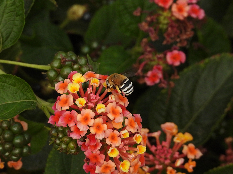 Four-striped Digger Bee