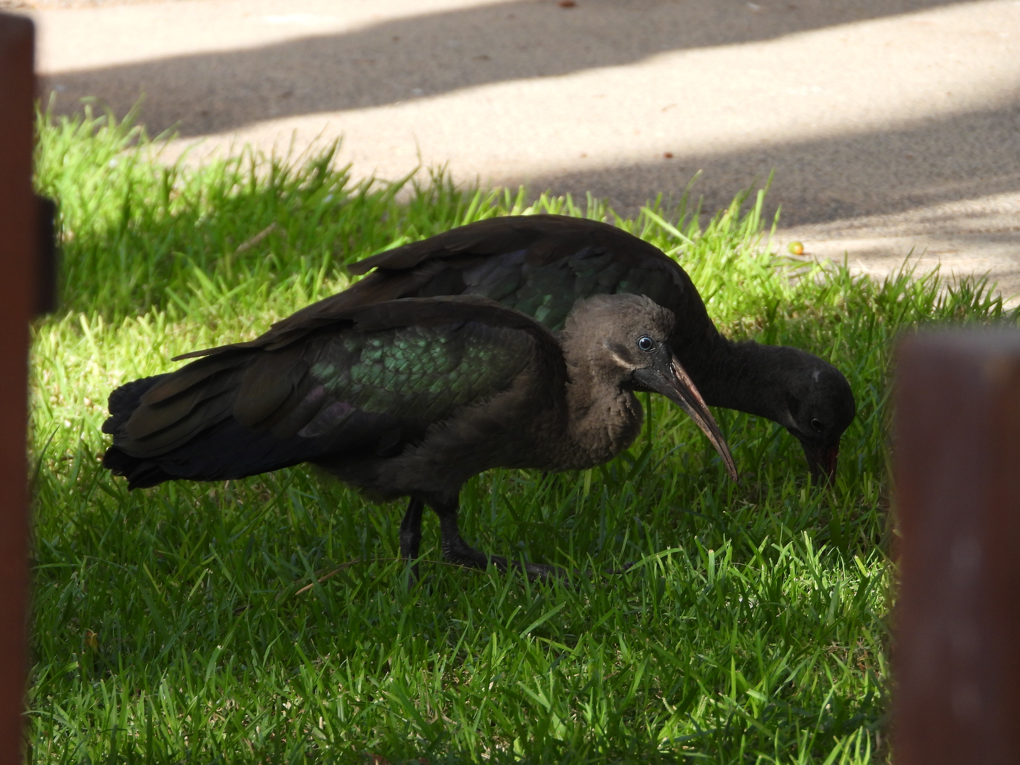 Hadada Ibis