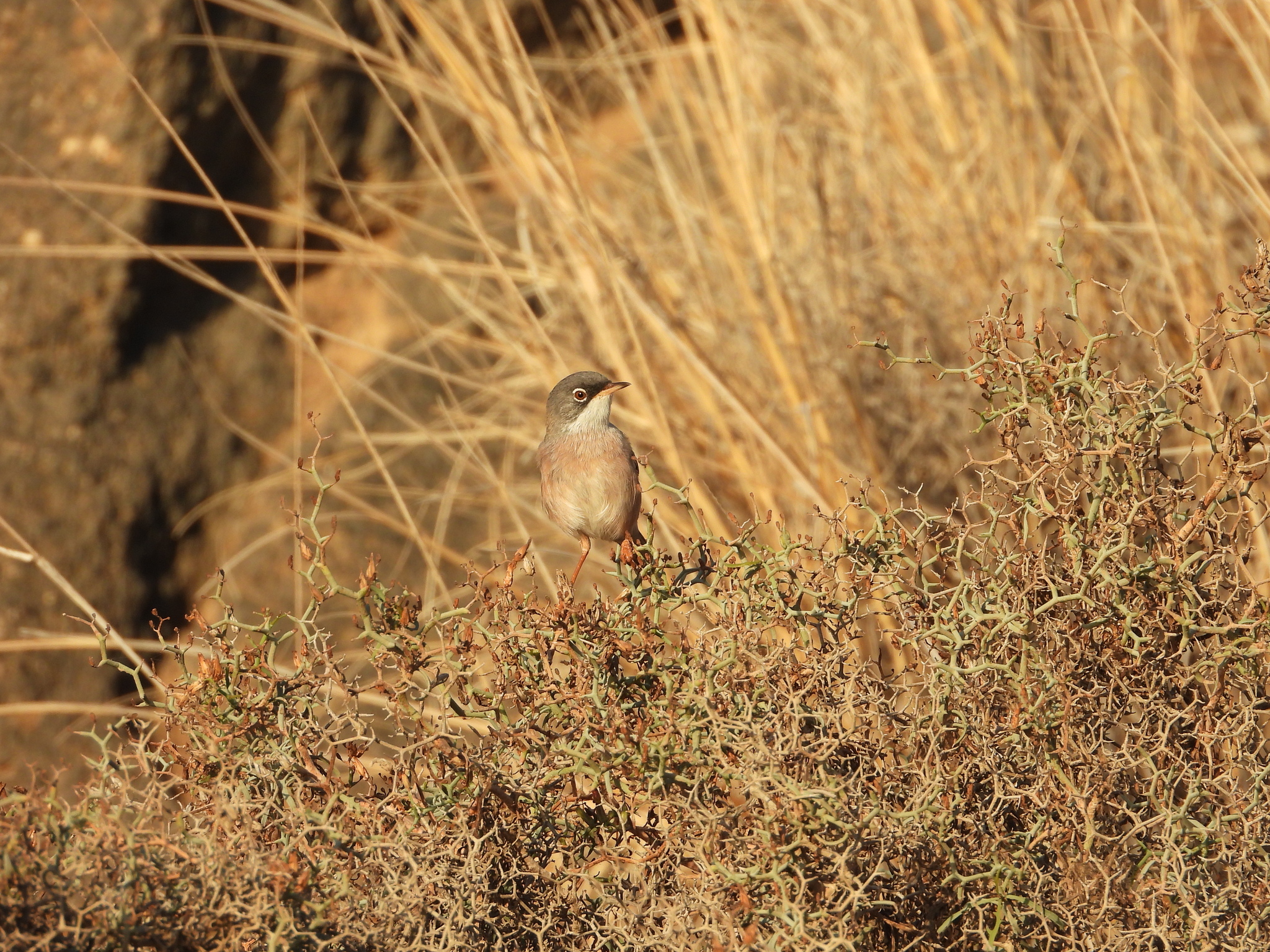 Spectacled Warbler