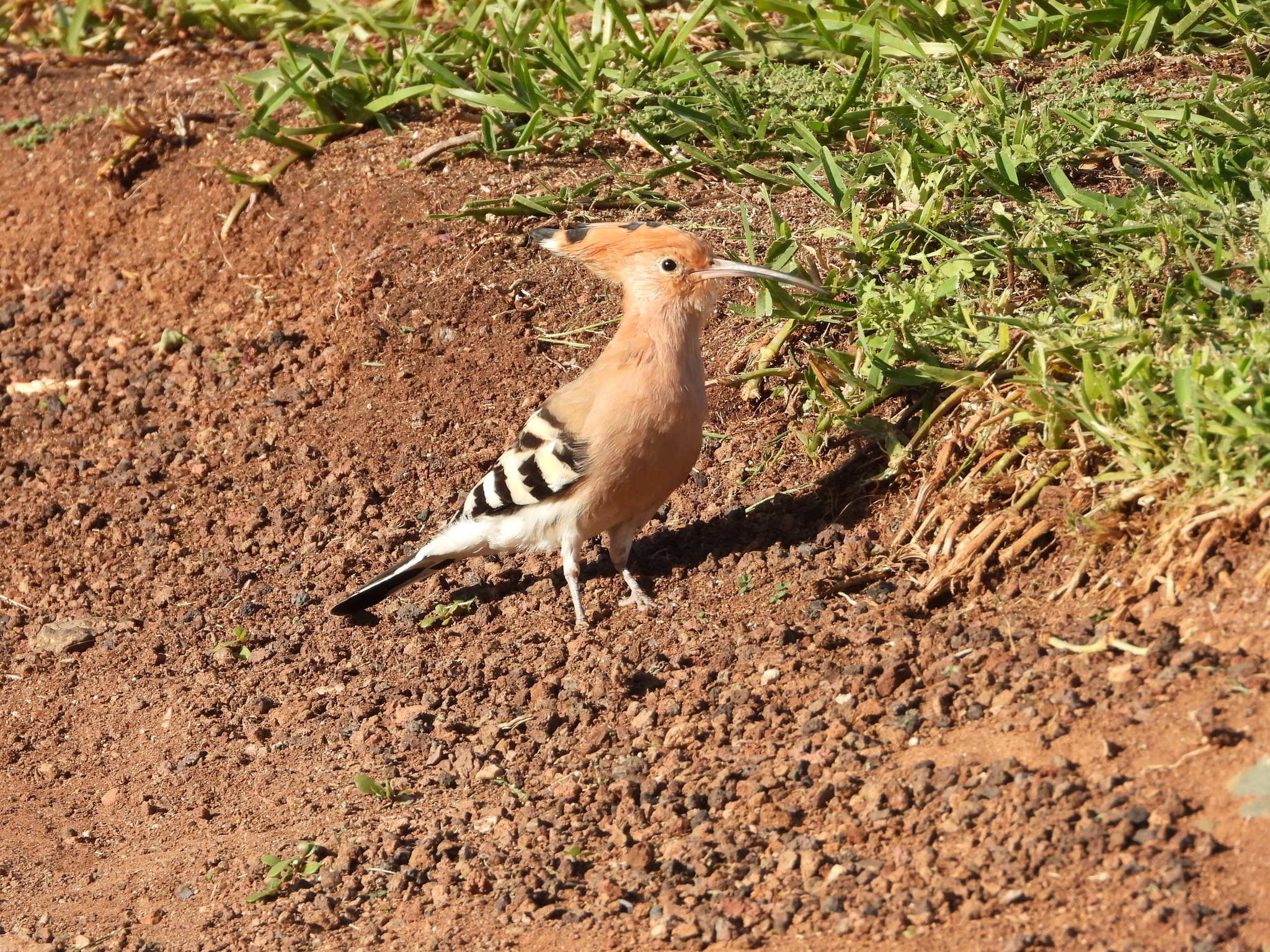 Hoopoe