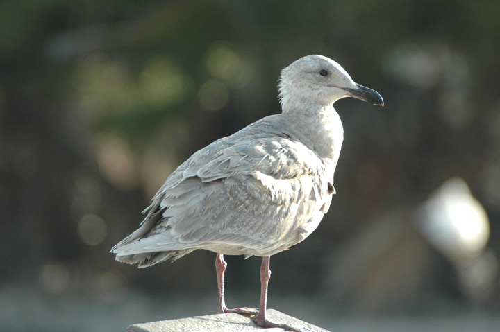 1st year Glaucous-winged Gull