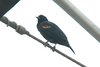 redwingedblackbird