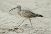 hwhimbrel