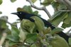 gtgrackle