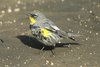 yrwarbler