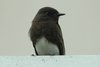 bphoebe2