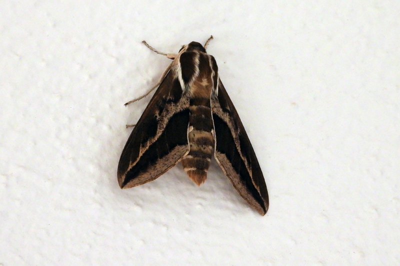 Barbary Spurge Hawkmoth