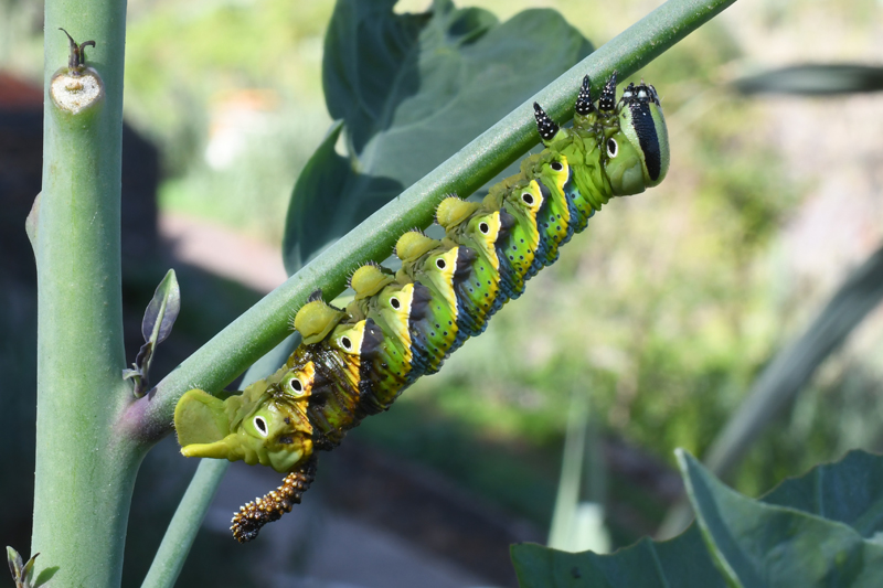 Death's Head Hawkmoth Acherontia atropos