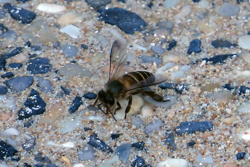 Asian Honey Bee Apis cerana