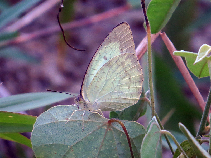 Mottled Emigrant Catopsilia pyranthe